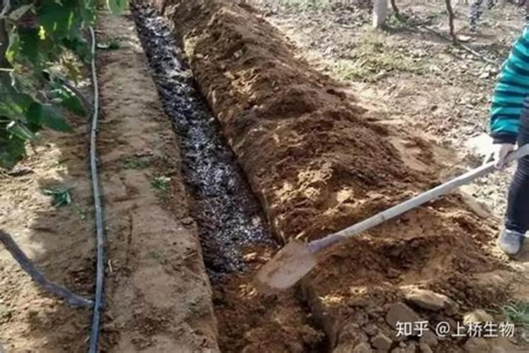 果树生根促根用什么效果最好？