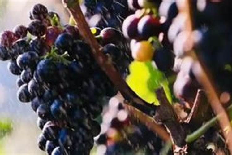 葡萄施肥的最佳时间