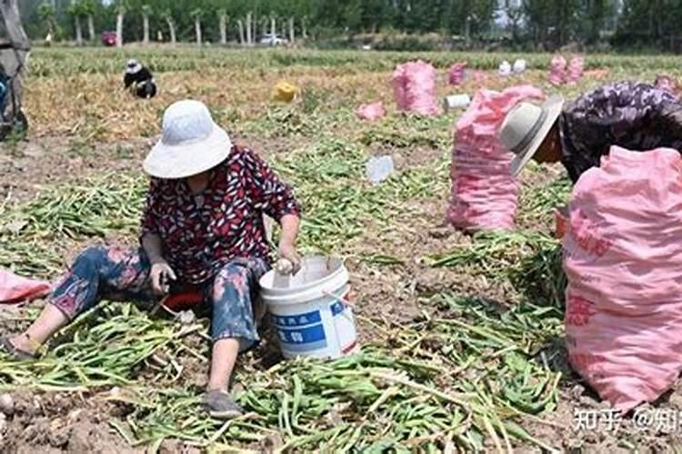 大蒜用什么肥料长得好？大蒜底肥什么时候用长势旺？