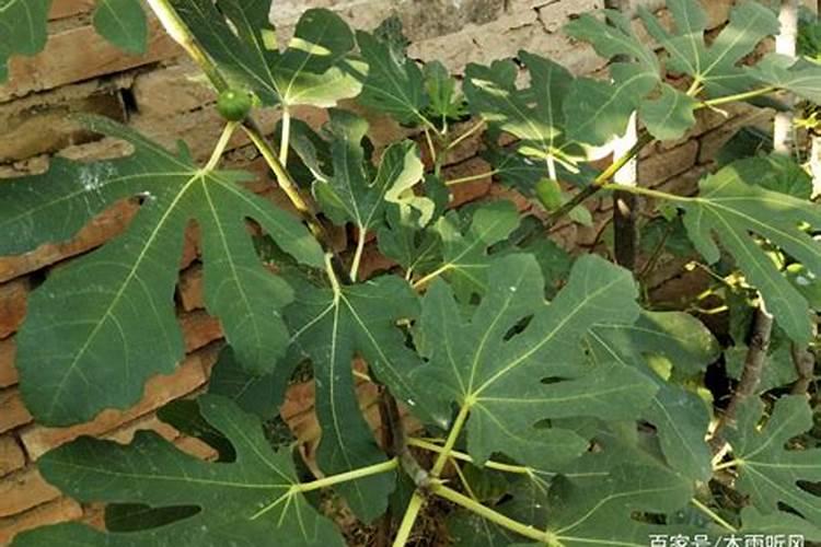 兰花如何施硼肥