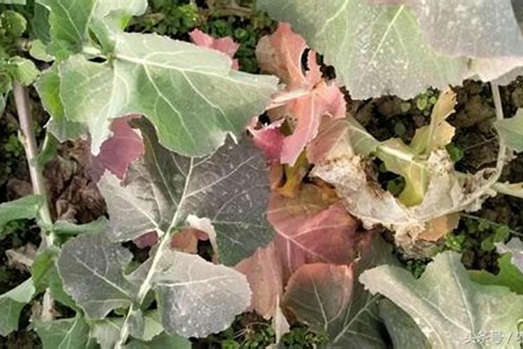 金秋梨如何种植