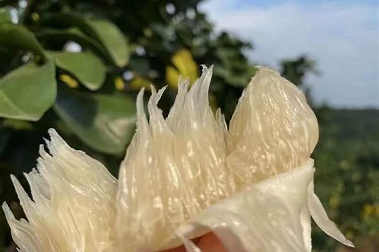 葡萄酒可以浇花吗