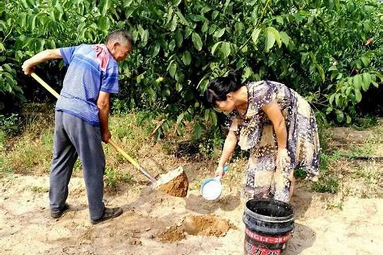 樱桃开花期间喷硼砂起什么作用？