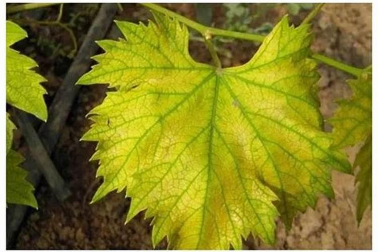 葡萄叶子发黄施什么肥