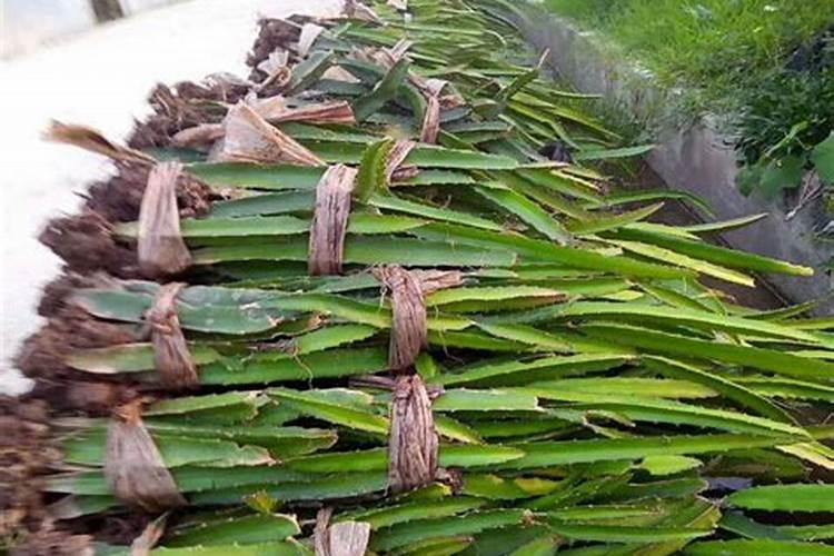 火龙果幼苗期怎样管理施肥