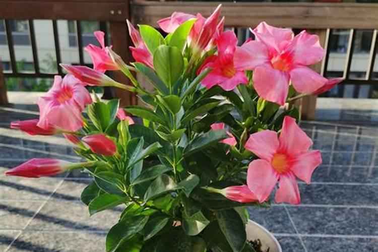 2008年夏季女生流行什么样的服饰？