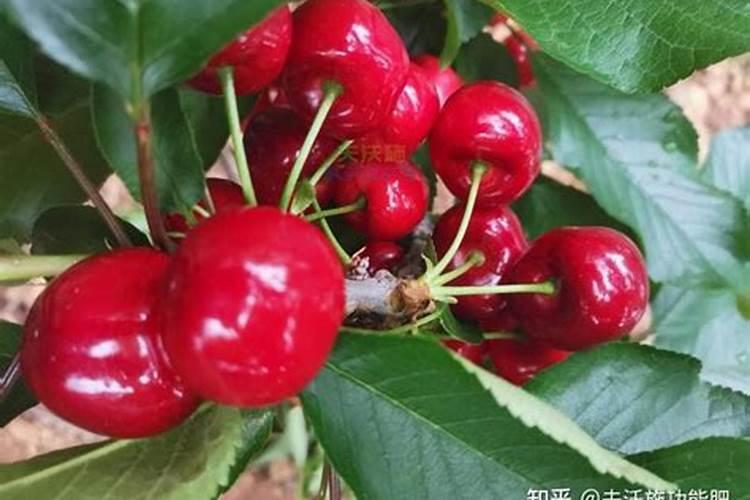 大樱桃“月子肥”用氮磷钾复合肥和中微量元素喂树,行不行？