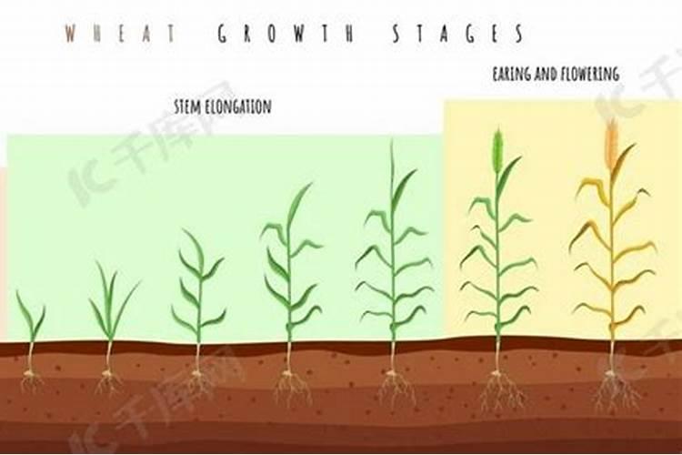 白瓜子产自什么植物