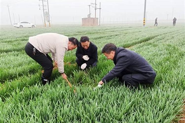 植物施肥用什么肥料好;家庭养花十大最好花肥