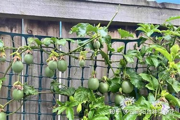 新疆昆仑虎肥业有限公司怎么样？