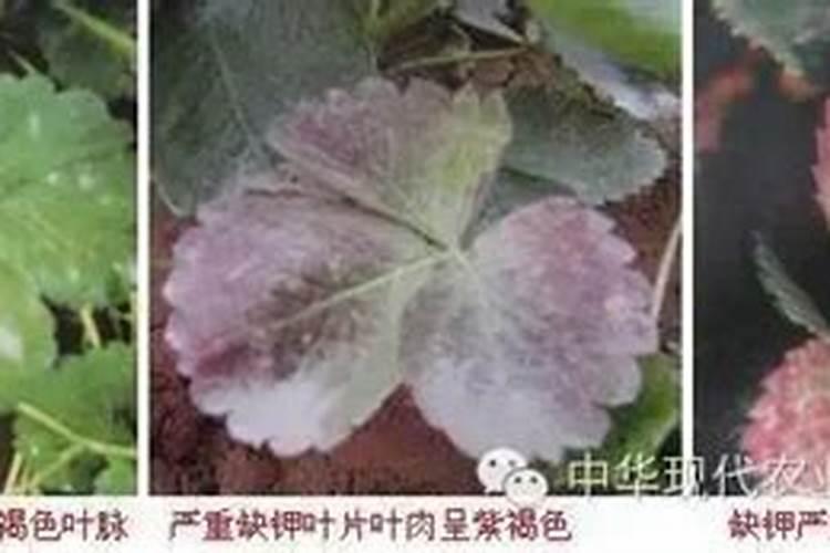 草莓苗旺长打什么都控不住怎么办？