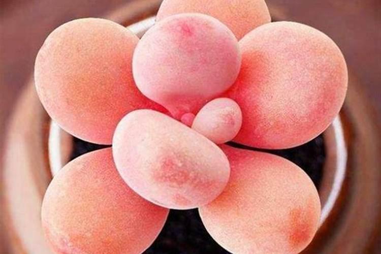 生姜立秋后可以施尿素吗