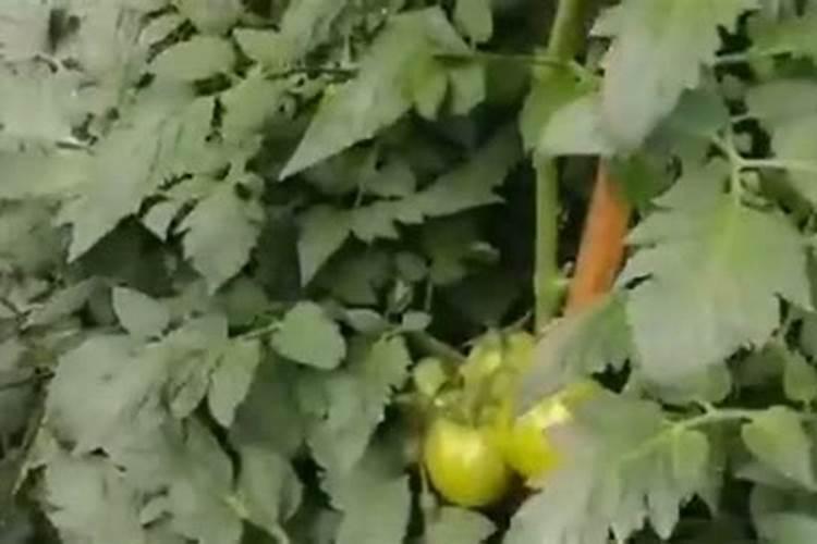 如何根据玉米需肥规律进行施肥？