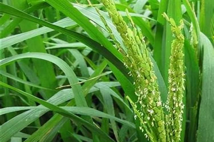 水稻拔节期管理技巧