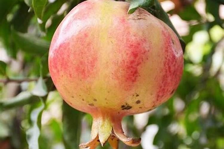 秧苗叶子发黄,不长苗怎么回事