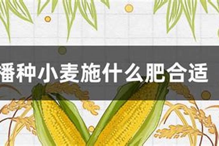 春季小麦施什么肥合适