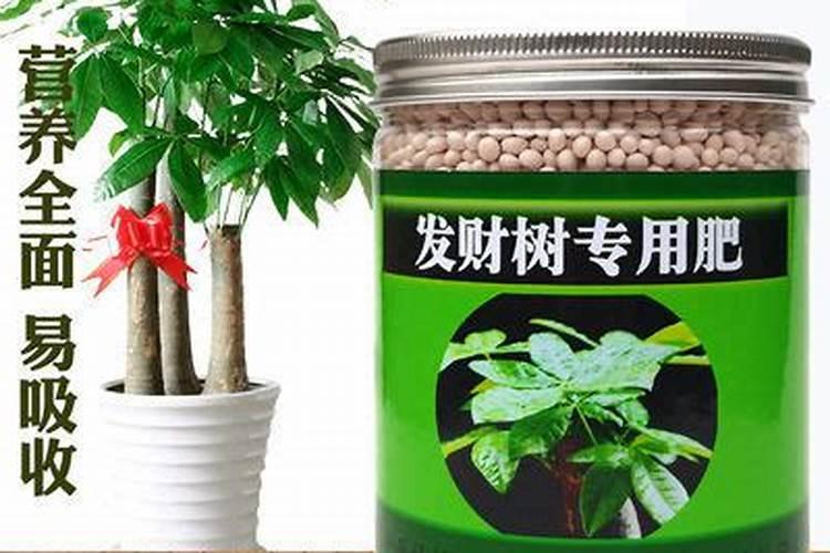 平安树施什么肥料好,氮磷钾肥促进生长(春秋两季施肥)