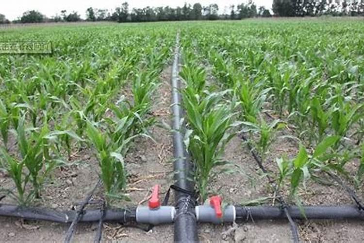 玉米610叶期管理