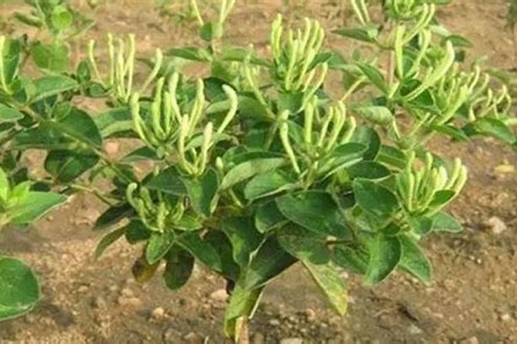 金银花叶子干枯怎么办