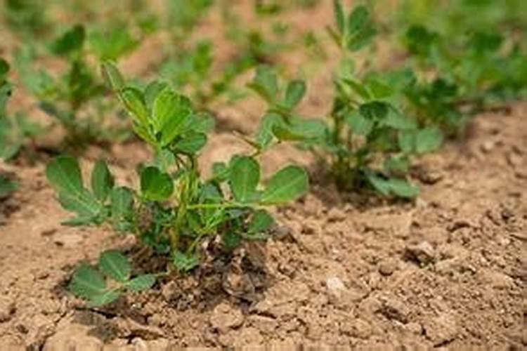 佩戴海水珍珠的好处