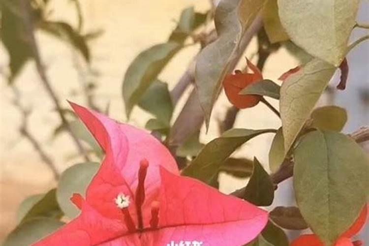 竹炭包能种花吗
