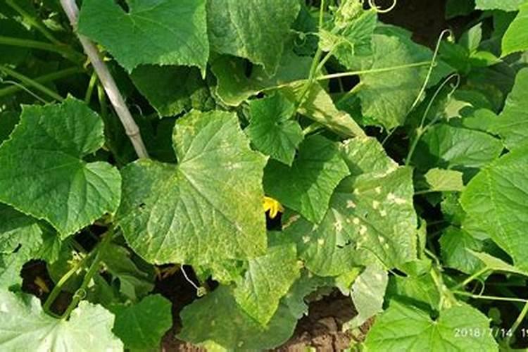 黄瓜叶子发黄发干怎么办？