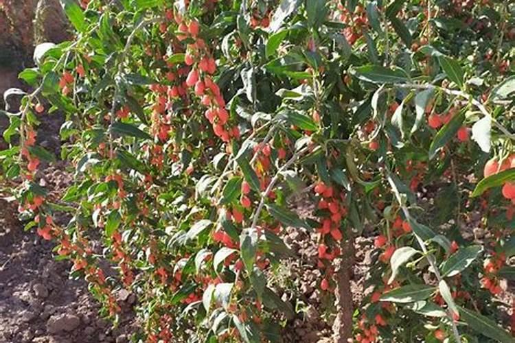 叶面肥有哪些牌子 排行榜都有哪些上榜