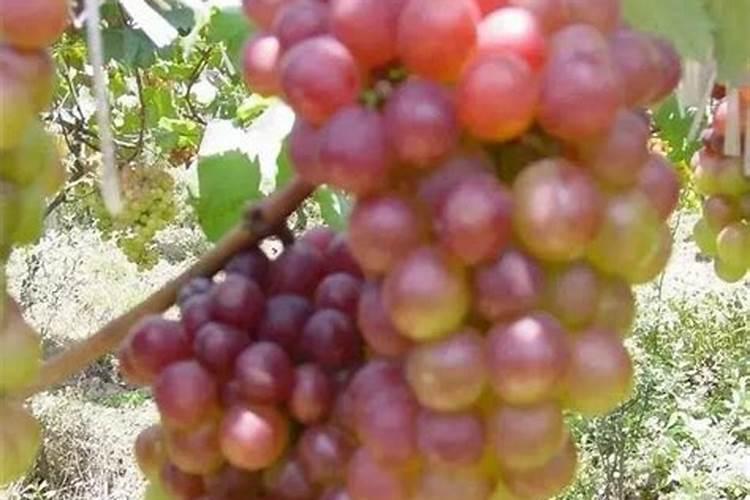怎样防止葡萄落花落果？又怎样使葡萄二次结果？