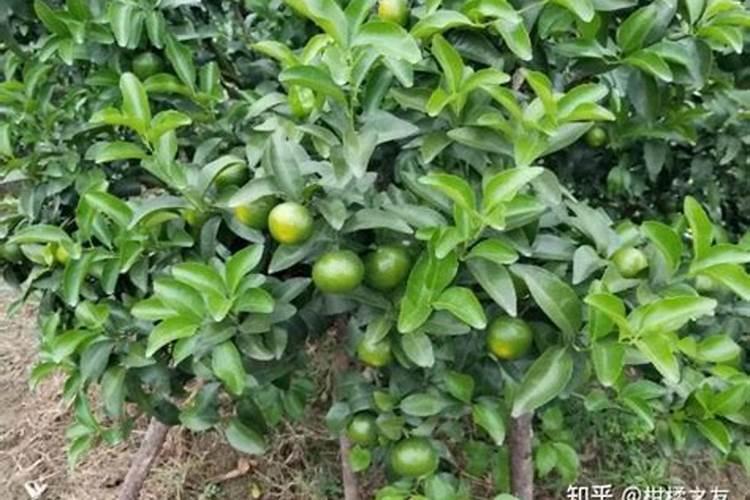 柑橘十月份还需施肥吗