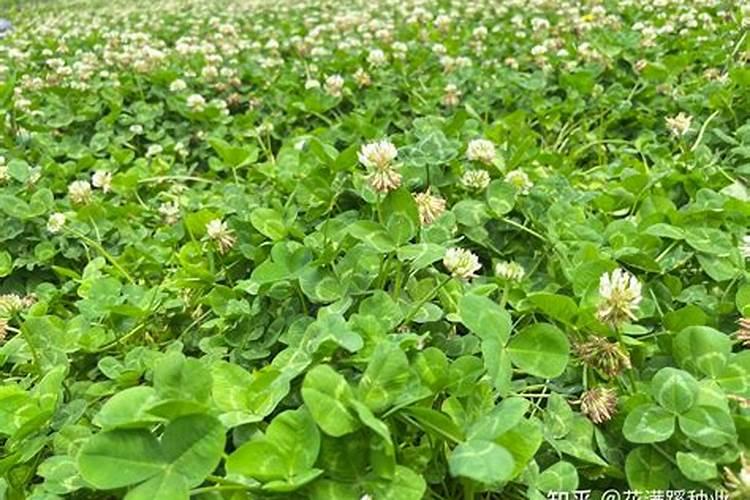 三叶草盆栽养护方法