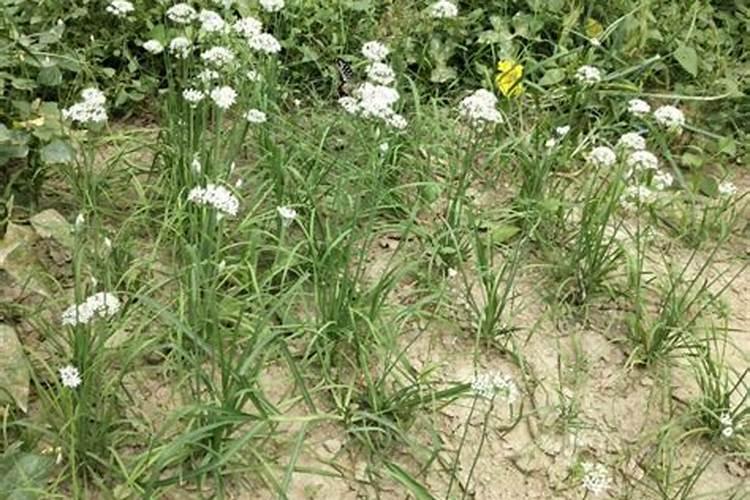 经常住大树下面浇粪便水大树能浇死吗