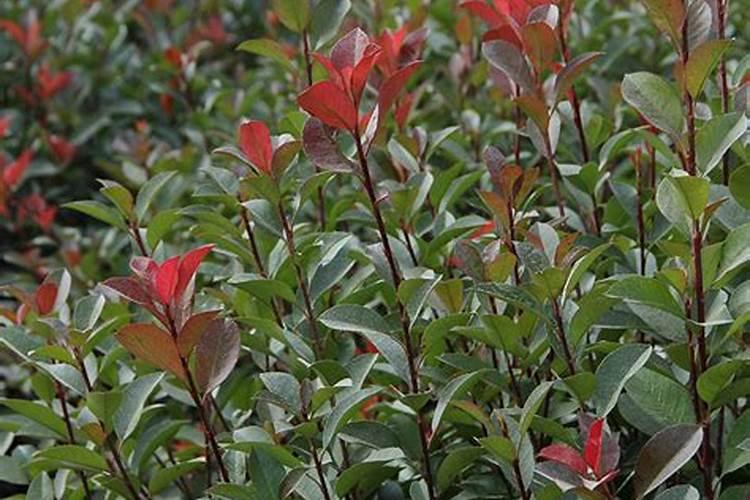 红叶石楠如何施肥和管理 注意事项有哪些