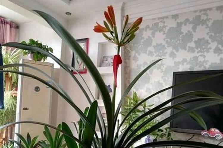 君子兰花期怎么浇水施肥？