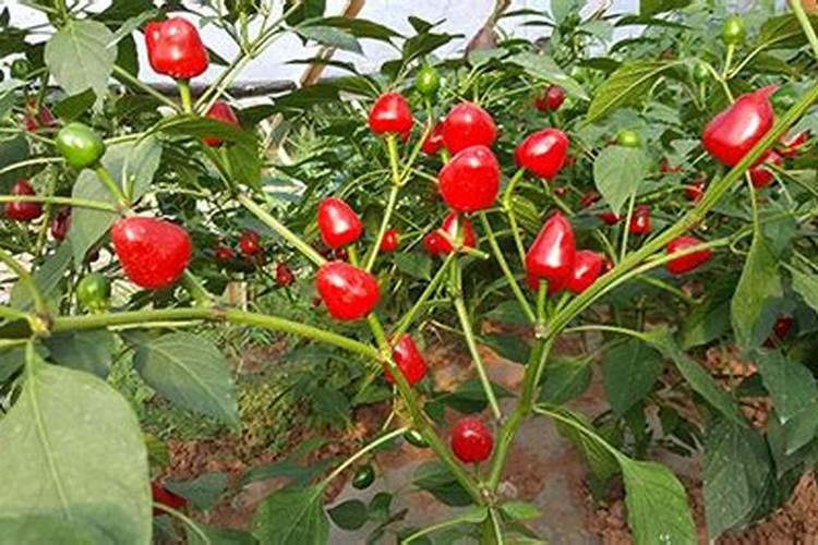 复合肥的最佳使用方法 怎么用效果更好