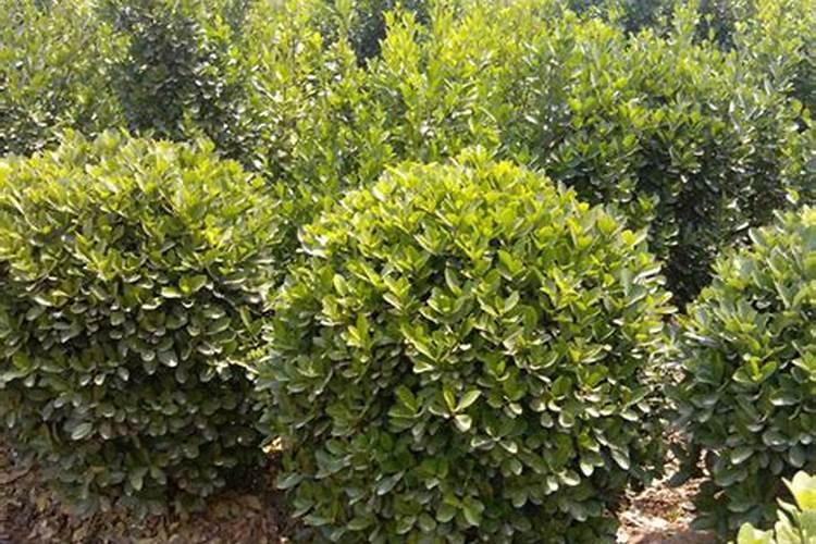 大叶黄杨的施肥与管理方法及病害防治