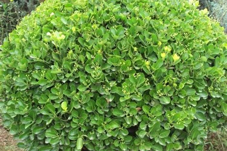 大叶黄杨的施肥与管理方法