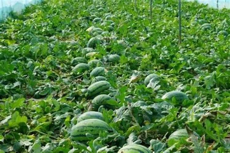 西瓜苗长满地怎么施肥呢