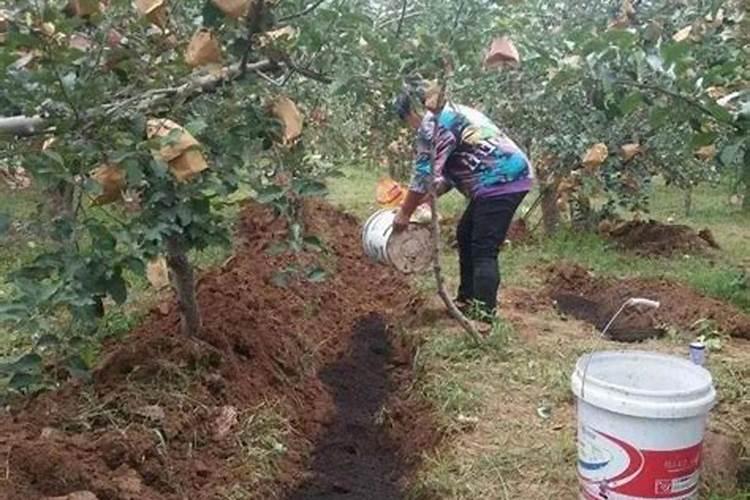 果树的施肥与浇水