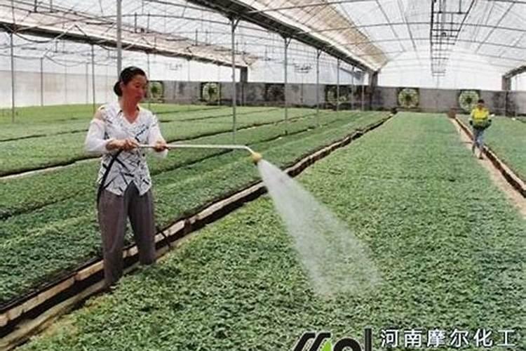 ...得兑多少升水？ 大神些帮帮忙,上面说冲施510公斤一亩