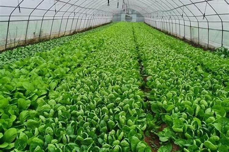 中炭低磷高甲复合肥有那些