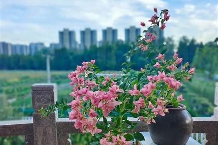 冬天怎么给植物保暖