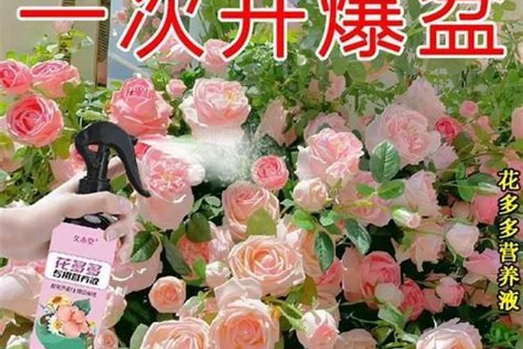 怎样给月季叶面施肥