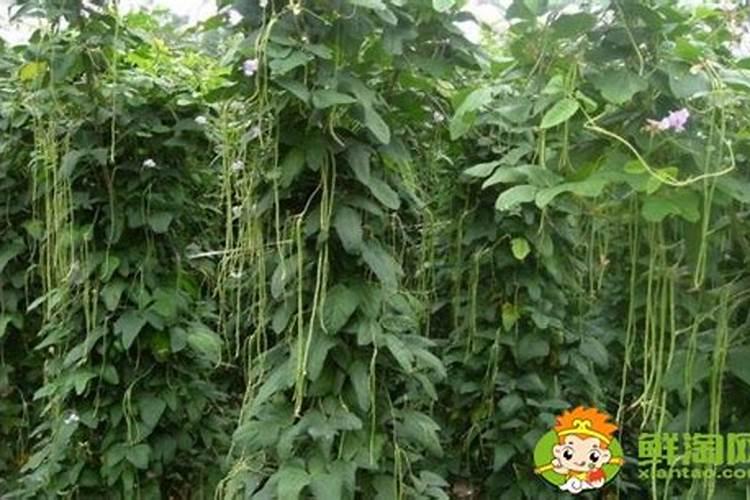 杨树繁育苗用什么叶面肥？