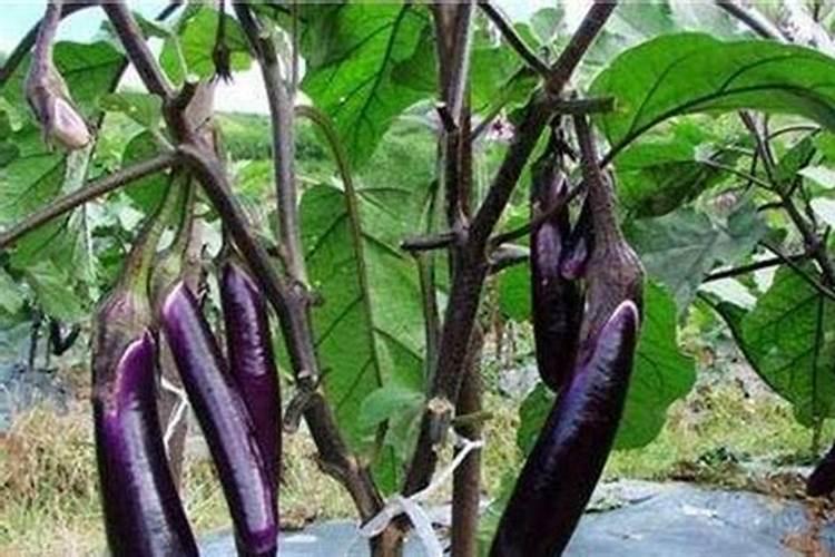 尿素对植物生长的作用是什么？该如何使用？