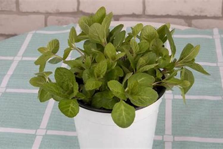 怎么给鱼缸里的水草施肥