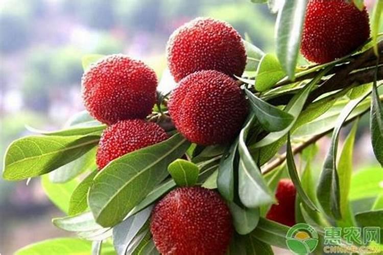 打什么药能使杨梅果实更大