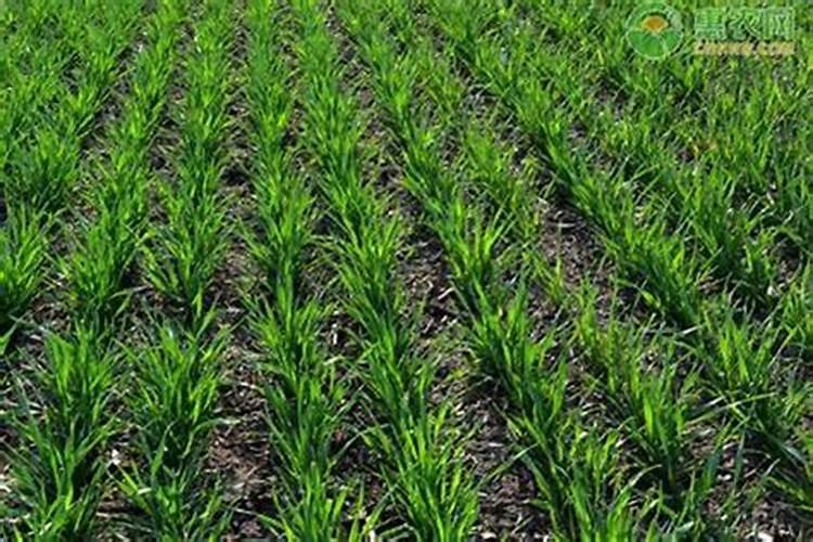 怎样种植人参？对土壤质量、气候、环境有哪些要求？