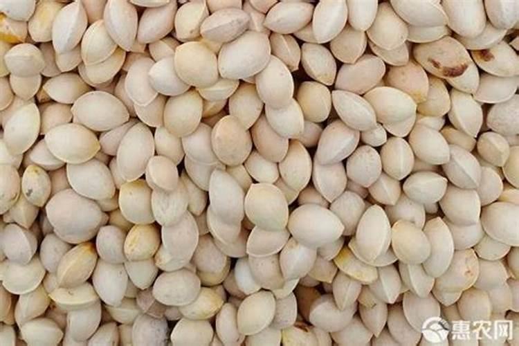 白果价格多少钱一棵？白果的种植方法