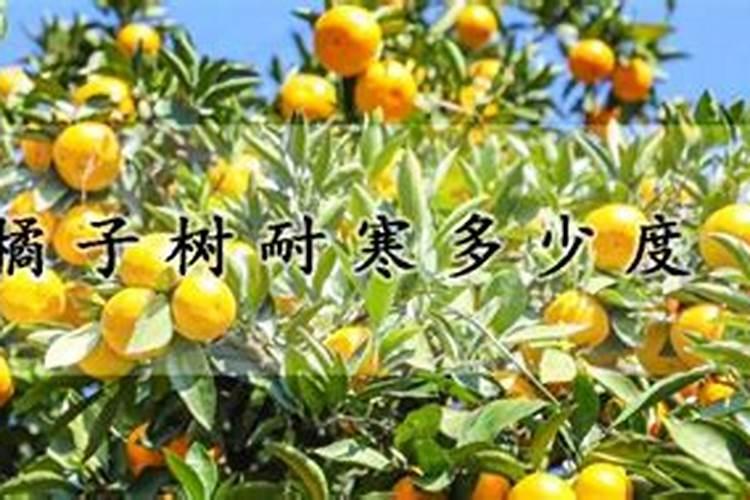 千头菊的养殖方法和注意事项,做到这3点,花量大花期长