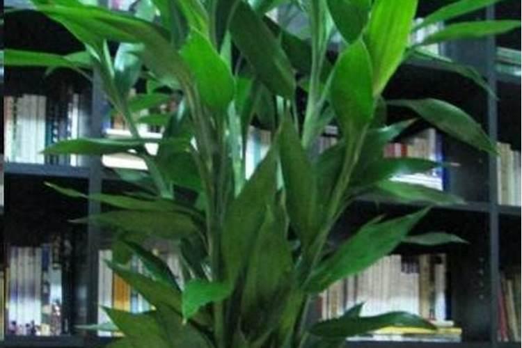 水培富贵竹能放几粒复合肥吗